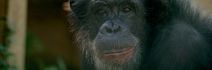 La docuserie 'Chimp Crazy' ha utilizzato le telecamere Blackmagic Design URSA Mini Pro 12K e Pocket Cinema Camera 6K per le riprese